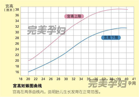 孕妇宫高、腹围的测量方法